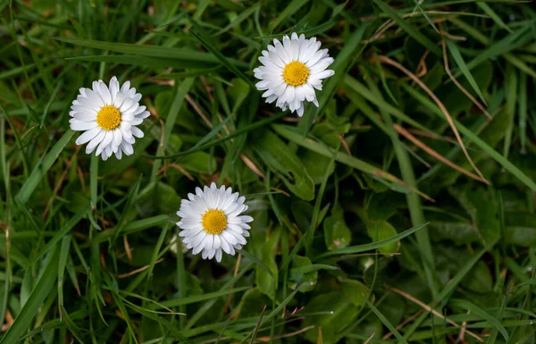Fleurs Blanches Avec Des Centres Jaunes Poussant Dans Herbe Verte — Photo
