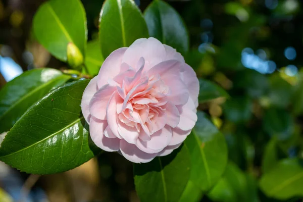 Flores Camilla Rosa Florescendo Primavera Macgregor Park Sooke Colúmbia Britânica — Fotografia de Stock