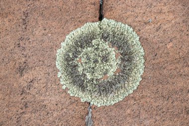 Kanada Kalkanı 'ndaki kırmızı granit bir kayanın üzerinde liken yakın çekim