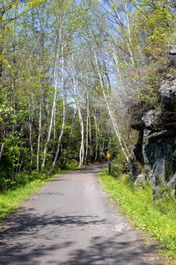 Yazın başlarında Parry Sound, Ontario, Canda 'da yaprakları yiyen mancınıklardan çıplak ağaçlar.