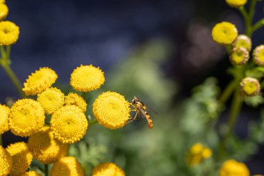 Yazın sarı çiçeklerdeki eşekarısı manzarası