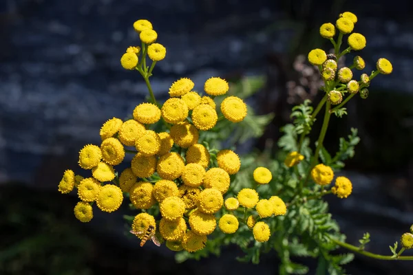 黄色の花に昆虫を閉じます — ストック写真