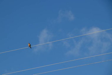 Robin mavi gökyüzüne karşı bir kabloya tünedi.