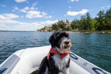 Portekizli Su Köpeği Benjamin Adaları 'ndaki pis yerde can yeleği giyiyor.