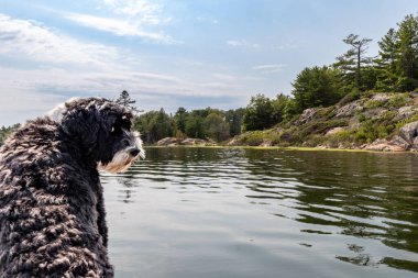 Ontario, Kanada 'da bir teknede yüzünde komik bir ifade olan Portekizli Su Köpeği.