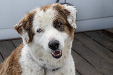 Bir gözü iskelede, sevimli kahverengi ve beyaz bir köpek.