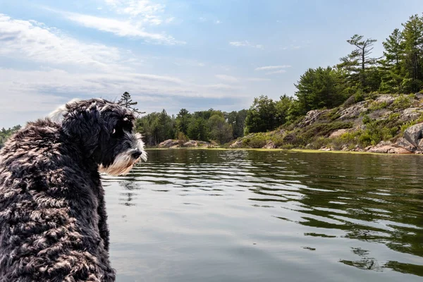 Cão Água Português Com Olhar Engraçado Seu Rosto Barco Ontário — Fotografia de Stock