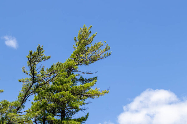 Vibrant green pine tree against a bright blue sky