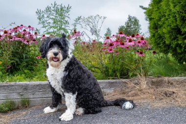 Black and white Portuguese Water Dog sitting beside a garden with pink coneflowers on a summer day clipart