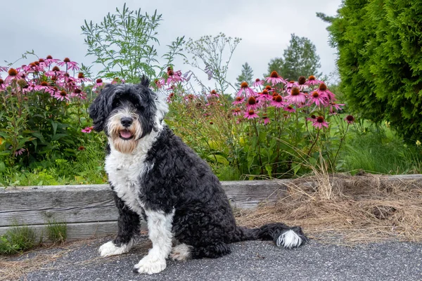 Siyah-beyaz Portekiz Su Köpeği bir yaz günü pembe koni çiçekleriyle bir bahçenin yanında oturuyor.