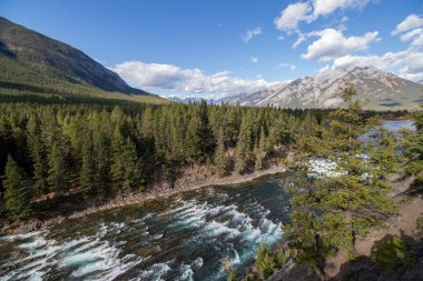 Banff, Alberta 'daki Kanada Rocky Dağları' nda Bow Nehri ormandan akıyor.
