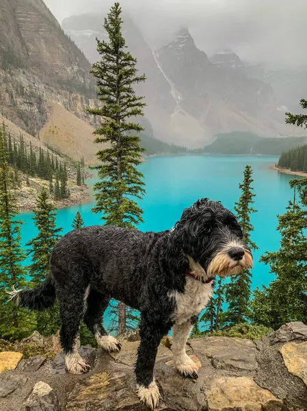 Lucy Portuguese Water Dog Lado Lago Moraine Parque Nacional Banff — Fotografia de Stock