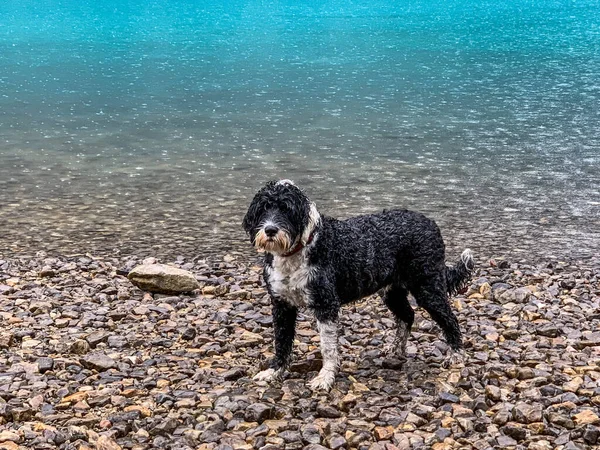 Lucy Portuguese Water Dog Chuva Lago Moraine Parque Nacional Banff — Fotografia de Stock