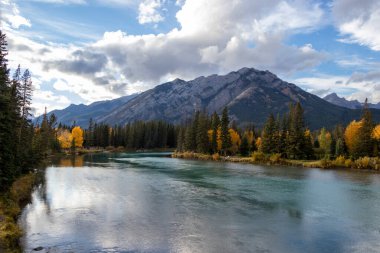 Banff, Alberta 'da arka planda dağlarla Bow Nehri' nin kıyısında oldukça sarı tarla ağaçları var.