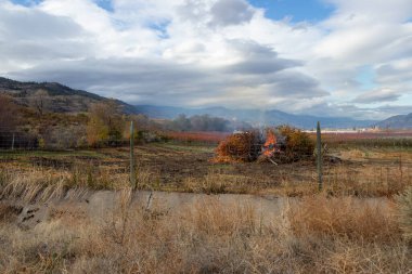 Osoyoos, British Columbia 'da açık havada yanan bir meyve bahçesi.