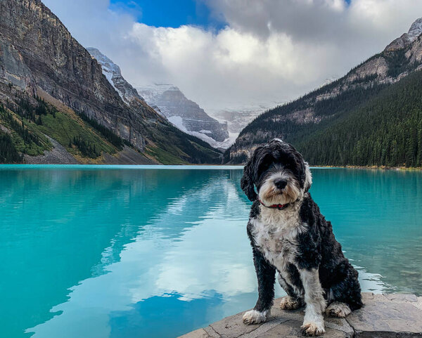 Portuguese Water Dog at Lake Louise in the Canadian Rocky Mountains 