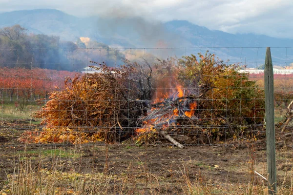 Hořící Štětec Sadu Okanagan Valley Britské Kolumbii Říjnu — Stock fotografie