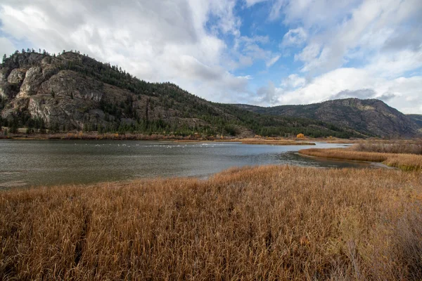 Los Cisnes Reunieron Lago Vaseux Valle Okangan Columbia Británica Canadá — Foto de Stock