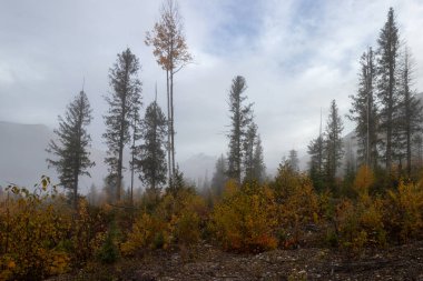 Kanada Rocky Dağları 'ndaki British Columbia ormanında sisli bir sabah.