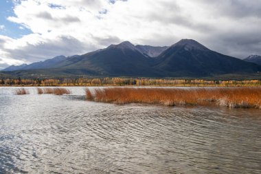 Alberta, Kanada 'daki Vermillion Gölünde bataklık otları ve dağ manzarası