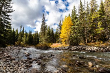 Baker Creek, Banff Ulusal Parkı 'ndaki Bow Valley Parkway, Alberta, Kanada güneşli bir eylül gününde