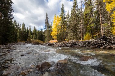 Baker Creek, Banff Ulusal Parkı 'ndaki Bow Valley Parkway, Alberta, Kanada güneşli bir eylül gününde