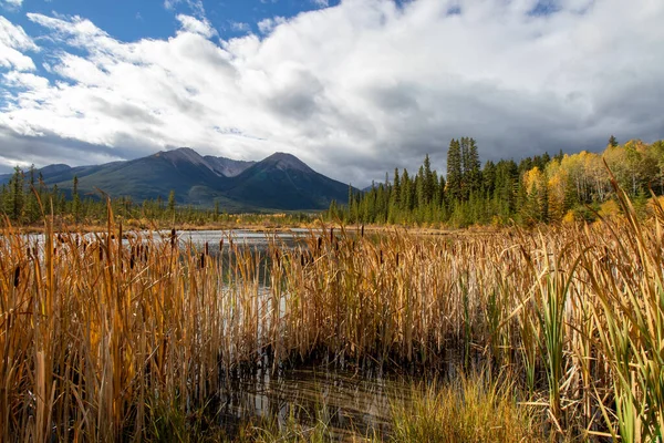 Rieten Grassen Uitzicht Bergen Bij Vermillion Lakes Alberta Canada — Stockfoto