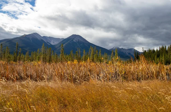 Moerasgras Uitzicht Bergen Bij Vermillion Lakes Alberta Canada — Stockfoto