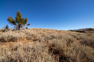 Kanada 'nın Britanya Kolumbiyası' ndaki Okanagan Vadisi Bölgesel Bölgesi 'nde Kobau Dağı' nda kuru otlar, devrilmiş otlar ve ağaçlar.