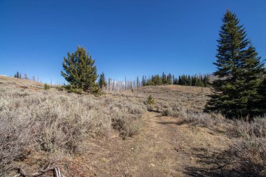 Britanya Kolumbiyası, Kanada 'daki Kobau Dağı' ndaki çam ormanları ve çam ağaçları arasında yürüyüş parkurları.