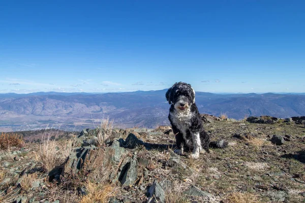 カナダのブリティッシュコロンビア州のコバウ山にあるポルトガルの水の犬 — ストック写真