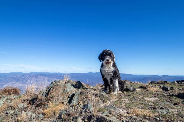 Câine Apă Portughez Muntele Kobau Din Columbia Britanică Canada Valea — Fotografie, imagine de stoc