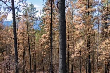 British Columbia, Kanada 'da çıkan yangından sonra yanan ağaçlar.