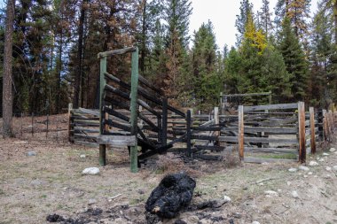 Oliver, British Columbia, Kanada 'daki bir orman yangınında çiftlik hayvanı ağılı kısmen yandı.