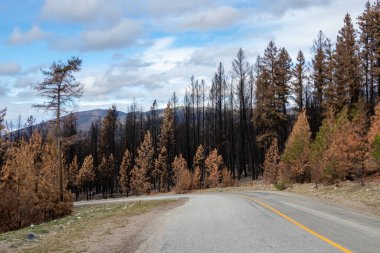 Oliver, British Columbia 'daki 2021 Nk' Mip Creek yangınından sonra bir dağ yolunda yanmış ağaçlar.