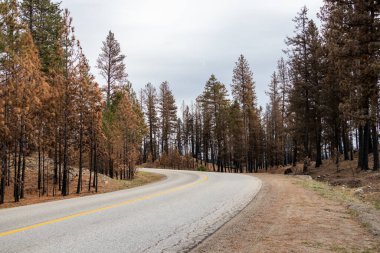 British Columbia, Kanada 'daki Nk' Mip Creek yangınından sonra McKinney Kampı 'nda yanan ağaçlar.