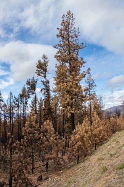 British Columbia, Kanada 'daki Nk' Mip Creek yangınından sonra McKinney Kampı 'nda yanan ağaçlar.
