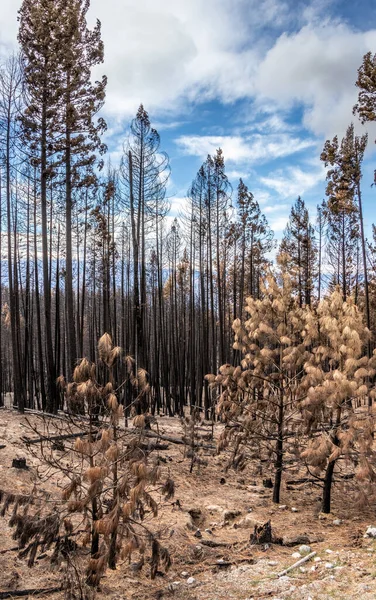 Спалені Дерева Території Кемп Маккінні Після Лісової Пожежі Ньюміп Крік — стокове фото