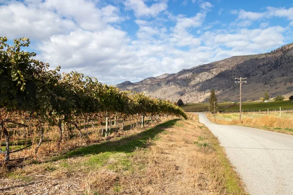 Road Vineyard Okanagan Valley British Columbia Canada — 图库照片