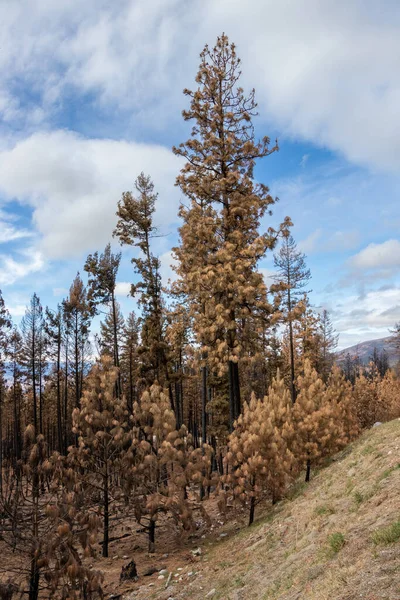 British Columbia, Kanada 'daki Nk' Mip Creek yangınından sonra McKinney Kampı 'nda yanan ağaçlar.