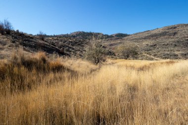 Osoyoos West Bench 'teki dağlarda otlaklar Britanya Kolumbiyası, Kanada
