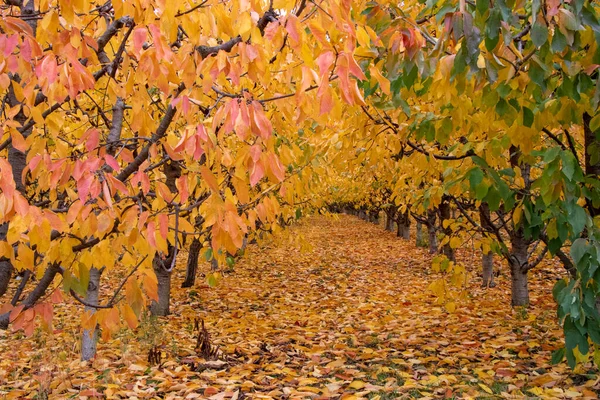 カナダ ブリティッシュコロンビア州オヨーズの果樹園に秋の葉 — ストック写真
