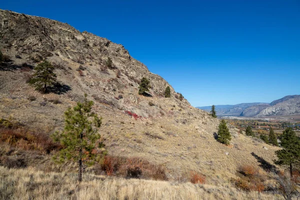 Pine Trees Mountain Side Oliver British Columbia Canada Sunny Autumn — 图库照片