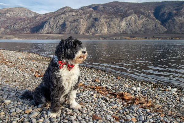 Cão Vestindo Laço Xadrez Lago Osoyoos Colúmbia Britânica Canadá — Fotografia de Stock