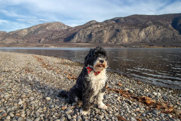 Cão Bonito Vestindo Laço Gravata Lago Nas Montanhas — Fotografia de Stock