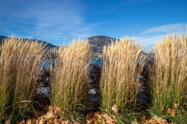 Kanada 'da Penticton' daki Okanagan Gölü kıyısındaki süslü otlar güneşli bir sonbahar gününde.