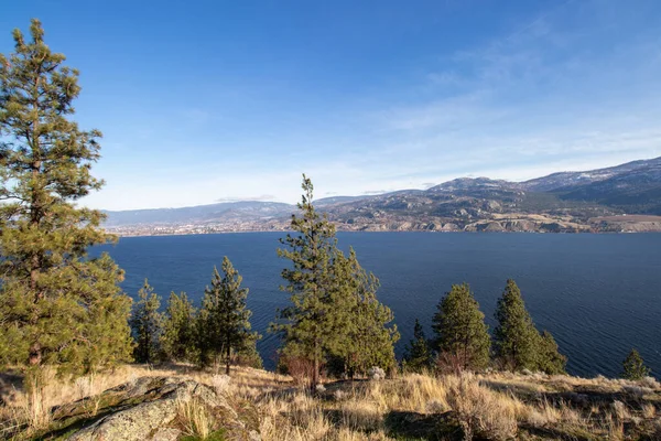Penticton 'daki Skaha Gölü kıyısındaki çam ağaçları, Kanada' daki Okanagan Vadisi 'ndeki British Columbia