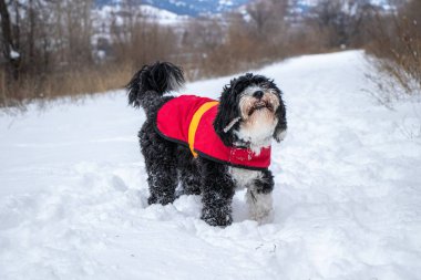 Portekiz Su Köpeği kırmızı ceket giyiyor ve kışın buz saçağı çiğniyor.