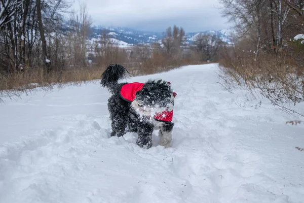 Cão Com Rosto Nevado Uma Caminhada Inverno Vale Okanagan Colúmbia — Fotografia de Stock