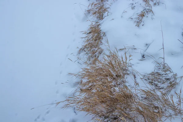 Stopy Sněhu Vedle Trávy Zimě — Stock fotografie